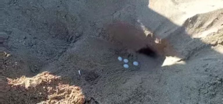 Portopalo: arriva il primo nido della stagione di tartarughe marine “Caretta Caretta”