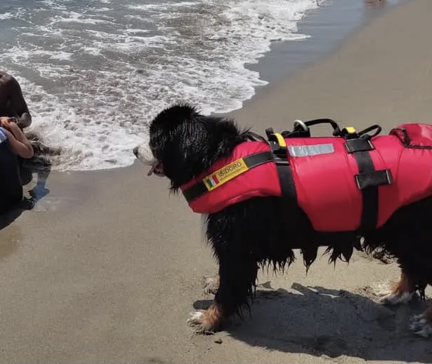 San Lorenzo, Reitani: in spiaggia un nuovo bagnino, il cane di salvataggio Olivia