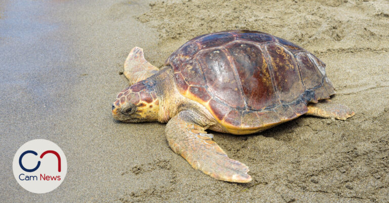 Spiaggia San Lorenzo: nuova deposizione di uova di tartaruga marina