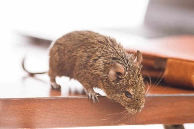 Pachino: Ufficio Tributi invaso dai topi, chiude temporaneamente senza preavviso
